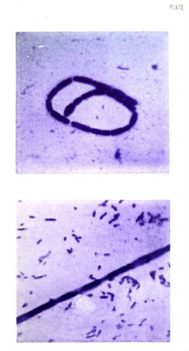 Photography of Bacteria 6