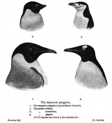 Antarctic -- Nordenskjold Antarctica 2