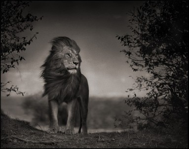 african-wildlife-nick-brandt-05