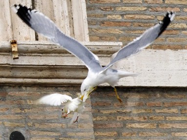 why-the-popes-peace-doves-were-viciously-attacked-by-other-birds