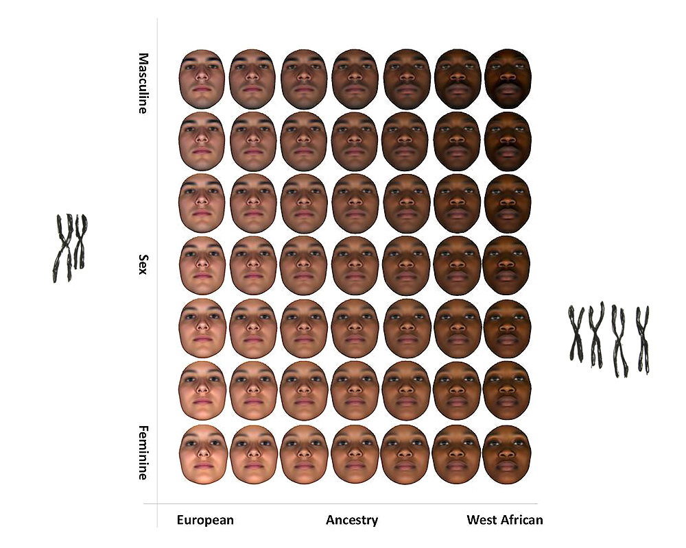 dna-faces-separator