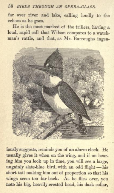 The Victorian Women Whose Writing Popularized Watching Birds Instead of  Wearing Them – The New Inquiry