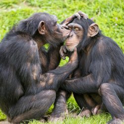 Young chimps taking care of each other (2019) by Tambako the Jaguar (Flickr | CC BY.ND 2.0