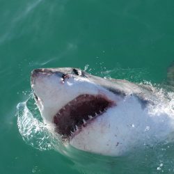 Great white shark Dyer Island [Wikimedia Commons | CC]