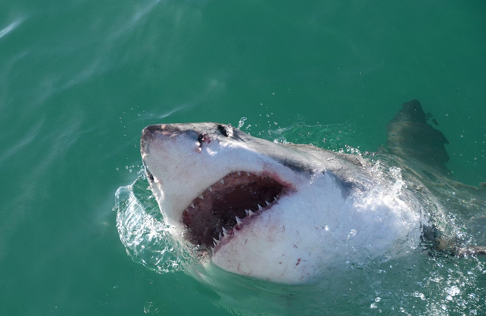 Great white shark Dyer Island [Wikimedia Commons | CC]